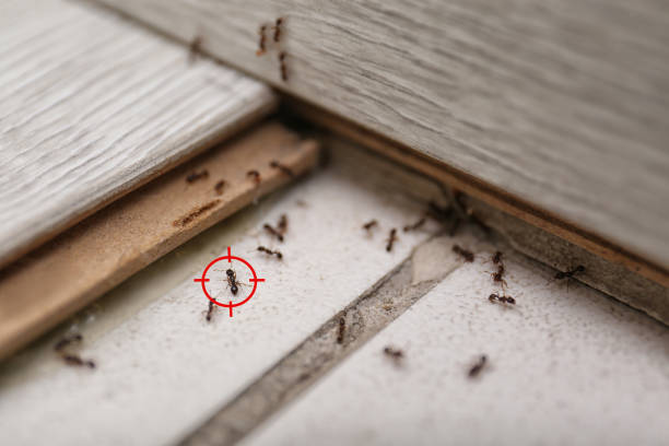 Professional Pest Control in Booker, TX