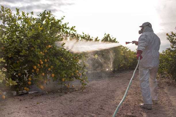 Best Wasp Removal Services  in Booker, TX