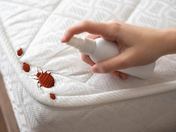 Best Emergency Pest Control  in Booker, TX